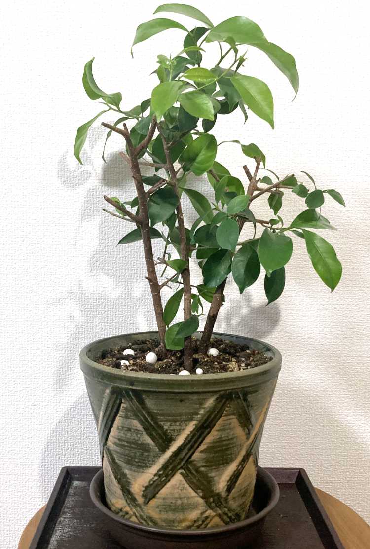 植え替えた植木鉢
